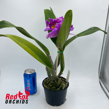 Cattleya purpurata '6 Mauve' X Lc. Aussie Sunset 'Cosmic Fire'