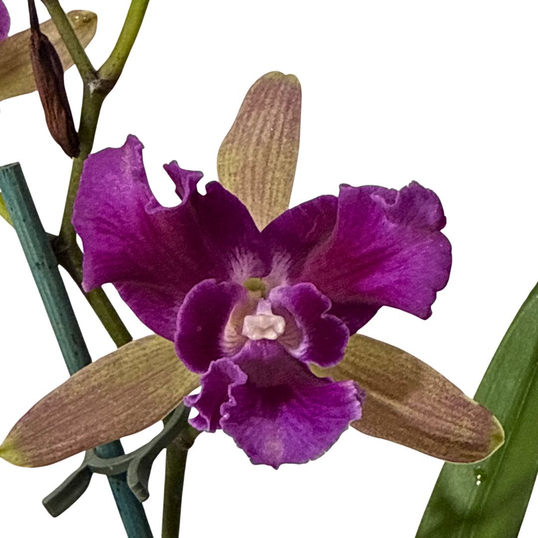 Cattleya Gene May 'Southern Cross X Encyclia randii