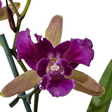 Cattleya Gene May 'Southern Cross X Encyclia randii