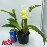 Rhyncholaeliocattleya Aria
