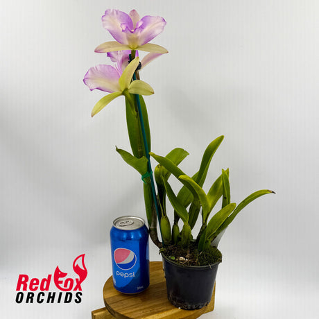 Brassolaeliocattleya Haw Yuan Beauty 'Hong' X Blc. Topaz Sublime