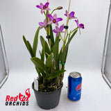 Cattleya crispata X Pot. Little Magician 'Gold & Red'