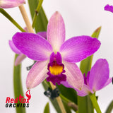 Cattleya crispata X Pot. Little Magician 'Gold & Red'