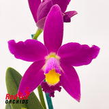 Guarianthe aurantiaca 'Golden Dew' X Epc. Kyoguchi 'Fumi'