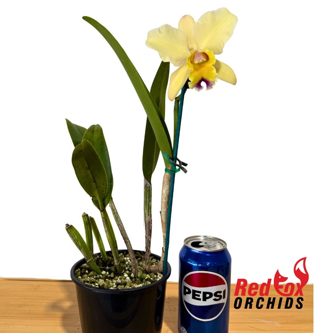Brassolaeliocattleya Mismo 'Round Pink' X Brassolaeliocattleya Aussie Sunray T'nt 'Yellow'