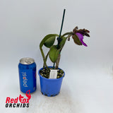 Cattleya Peckhaviensis (4n)
