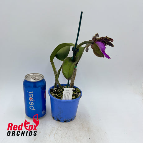 Cattleya Peckhaviensis (4n)