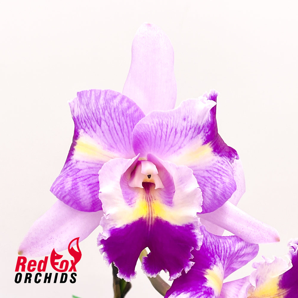 Laeliocattleya Mari's Song X Pot. Hsinying Pink Doll 'Hsinying'