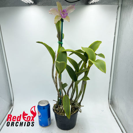 Brassolaeliocattleya Topaz Sublime