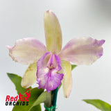Brassolaeliocattleya Topaz Sublime