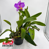Cattlianthe Topaz Nectar X Rlc. Redland Trader
