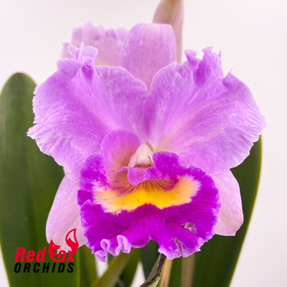 Brassolaeliocattleya Dal's Dynamite 'Bette' X Blc. Dal's Horizon 'Orange Beauty'