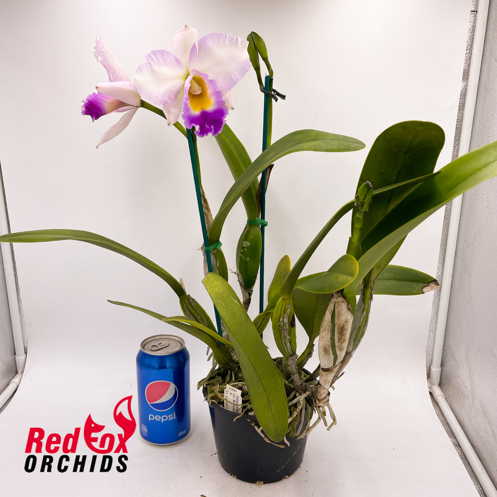Laeliocattleya Bonanza Queen (4n) X Lc. Liptonii (4n) (H&R)