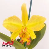 Brassolaeliocattleya Love Sound 'Dogashima' X Blc. Karen's Sunrise