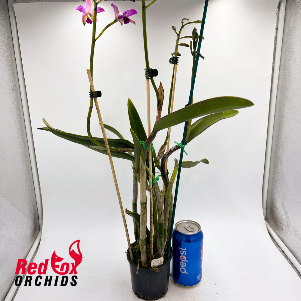Cattleya crispata X C. tigrina 'Best'