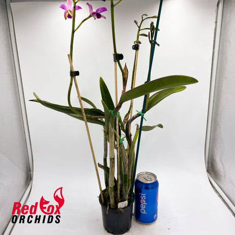 Cattleya crispata X C. tigrina 'Best'
