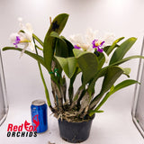 Laeliocattleya Stephen Oliver Fouraker x Brassolaeliocattleya (Scarlet Imp x California Girl)