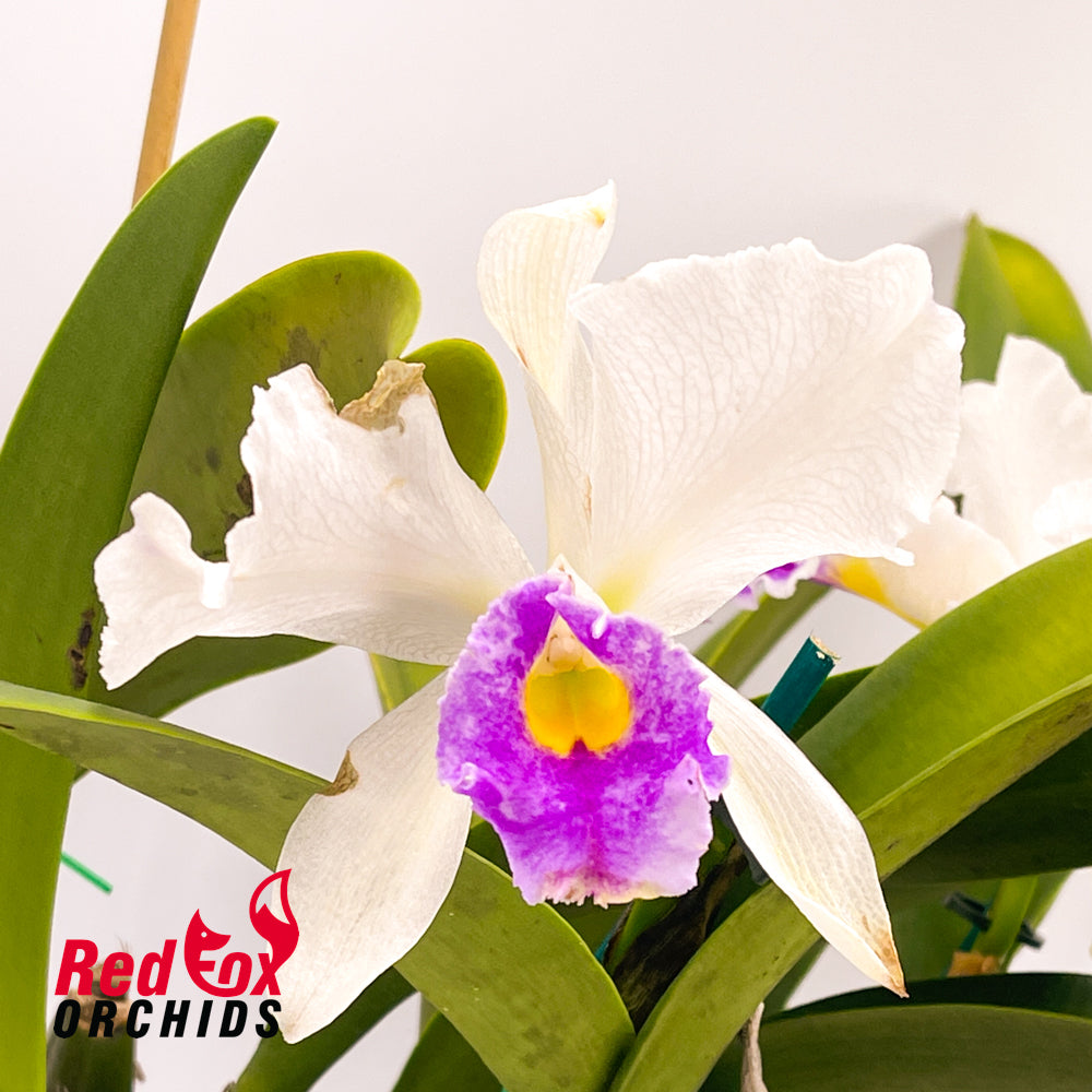 Laeliocattleya Stephen Oliver Fouraker x Brassolaeliocattleya (Scarlet Imp x California Girl)