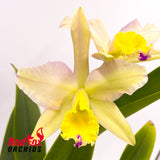 Rhyncholaeliocattleya Stylish