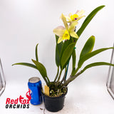 Rhyncholaeliocattleya Stylish