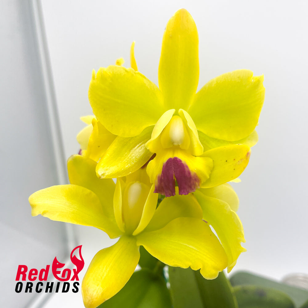 Sophrolaeliocattleya Jungle Hotspot X Blc. Topaz Sublime