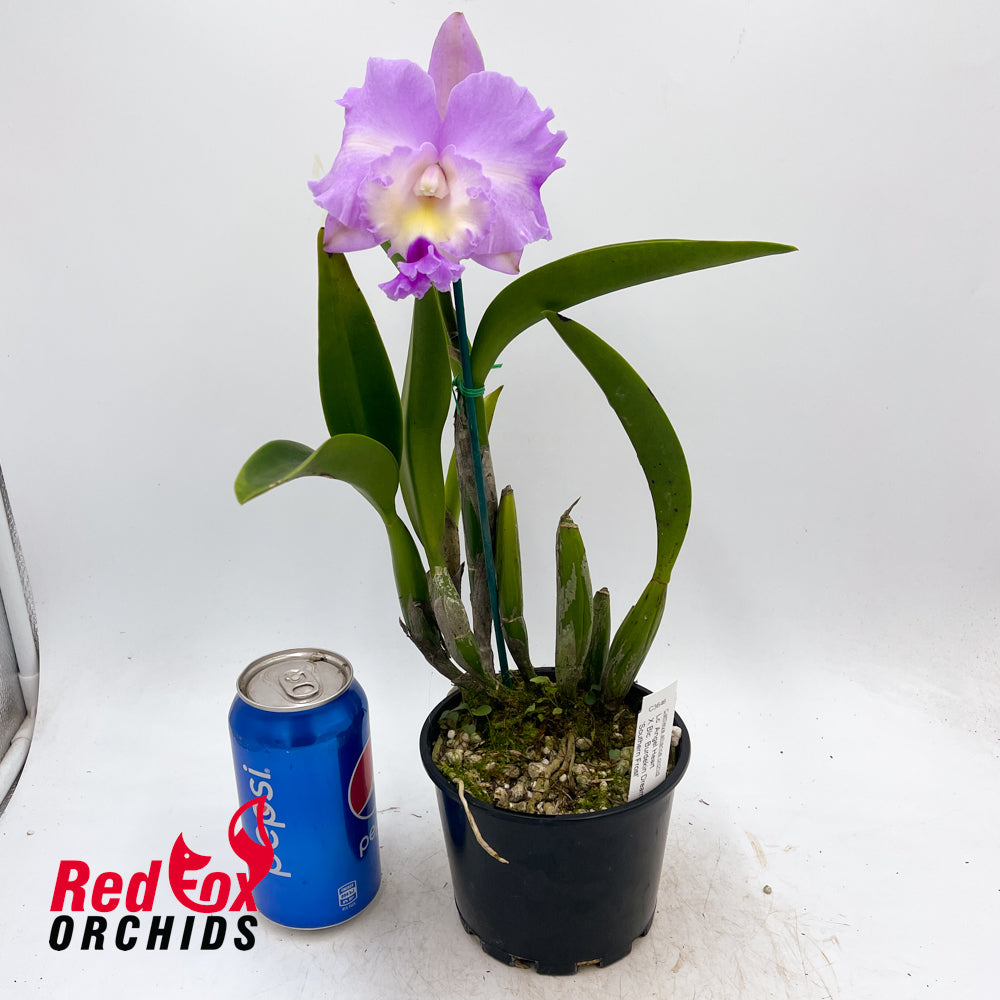 Laeliocattleya Angel Heart X Blc. Burdekin Dream 'Southern Frost'