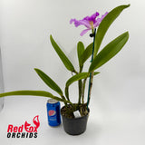 Brassolaeliocattleya Glenn Maidment X Blc. (Burdekin Delight X Narooma)