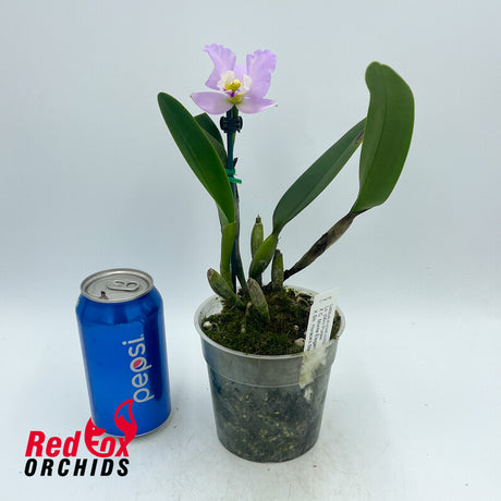 Laeliocattleya (Mini Purple X C. Monte Elegante) 'Good Tall Splash' X Slc. Horace's Star