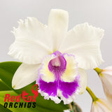 Rhyncholaeliocattleya Deception Peak x Cattlianthe Alsaks Pattern 'Cheeky'