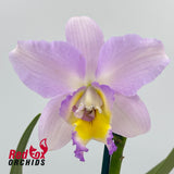 Laeliocattleya Orchidom Pink Puff x Brassolaeliocattleya Mismo