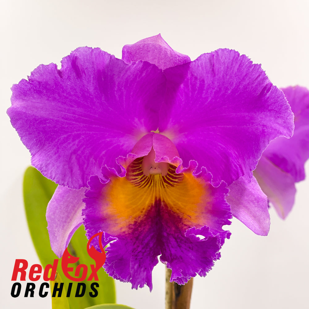 Brassolaeliocattleya Glenlee Delight 'Good Tall' x 'Big Tall Strong'