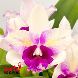 Laeliocattleya Mari's Song 'CTM-217' X Slc. Topaz Halo 'Umber'