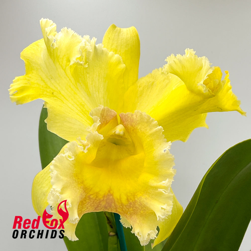 Brassolaeliocattleya Village Chief Rose 'Gangshan King' X Blc. Village Chief Headache 'Mr. Huang'
