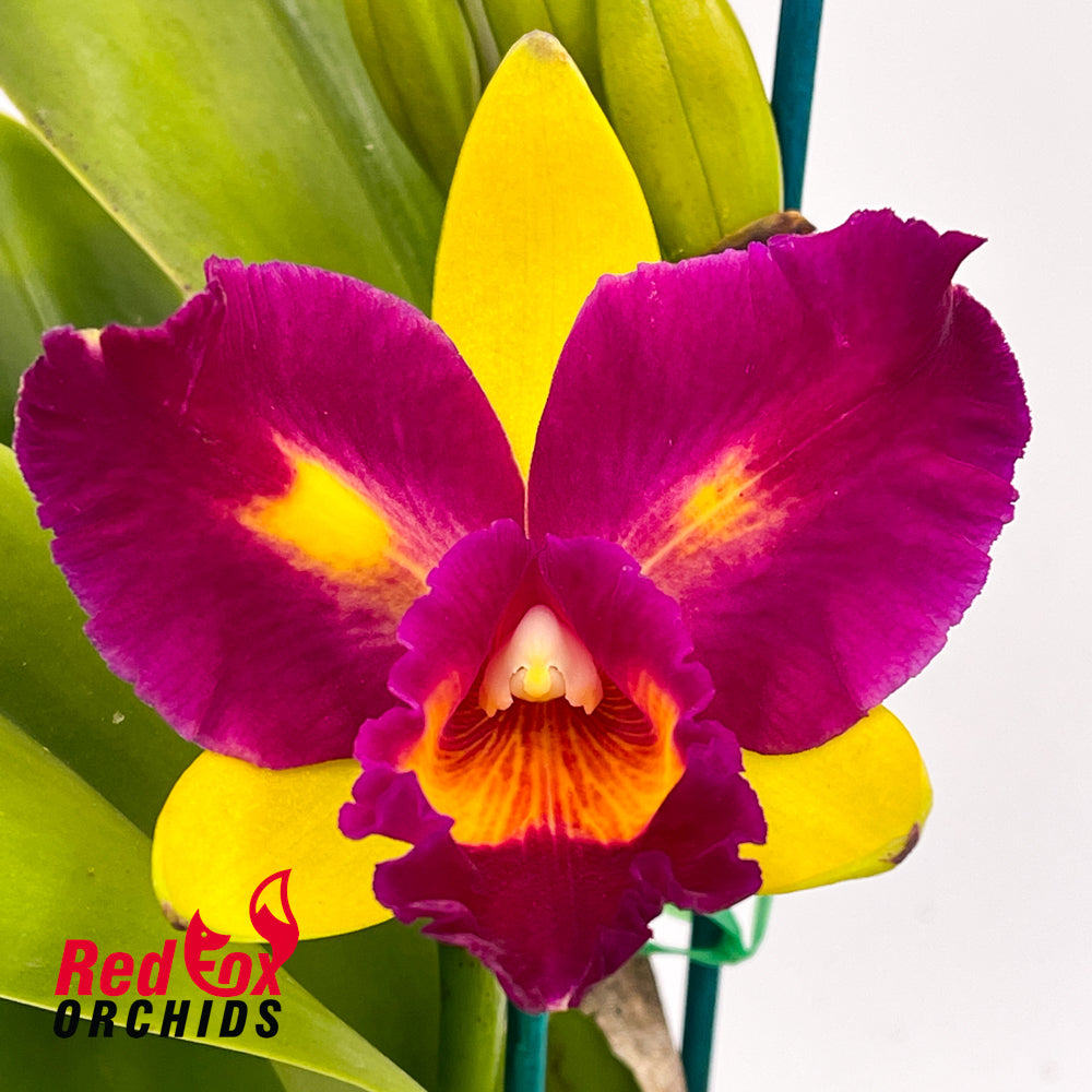 Rhyncholaeliocattleya Crowning Glory