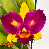 Rhyncholaeliocattleya Crowning Glory