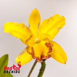 Brassolaeliocattleya Love Sound X Pot. Shin Shiang Diamond 'Orchis'