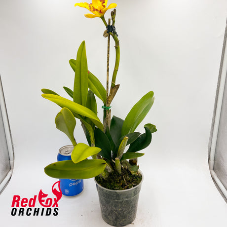 Brassolaeliocattleya Love Sound X Pot. Shin Shiang Diamond 'Orchis'