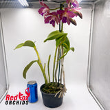 Cattleya Deception Drop