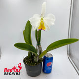 Rhyncholaeliocattleya Auspicious