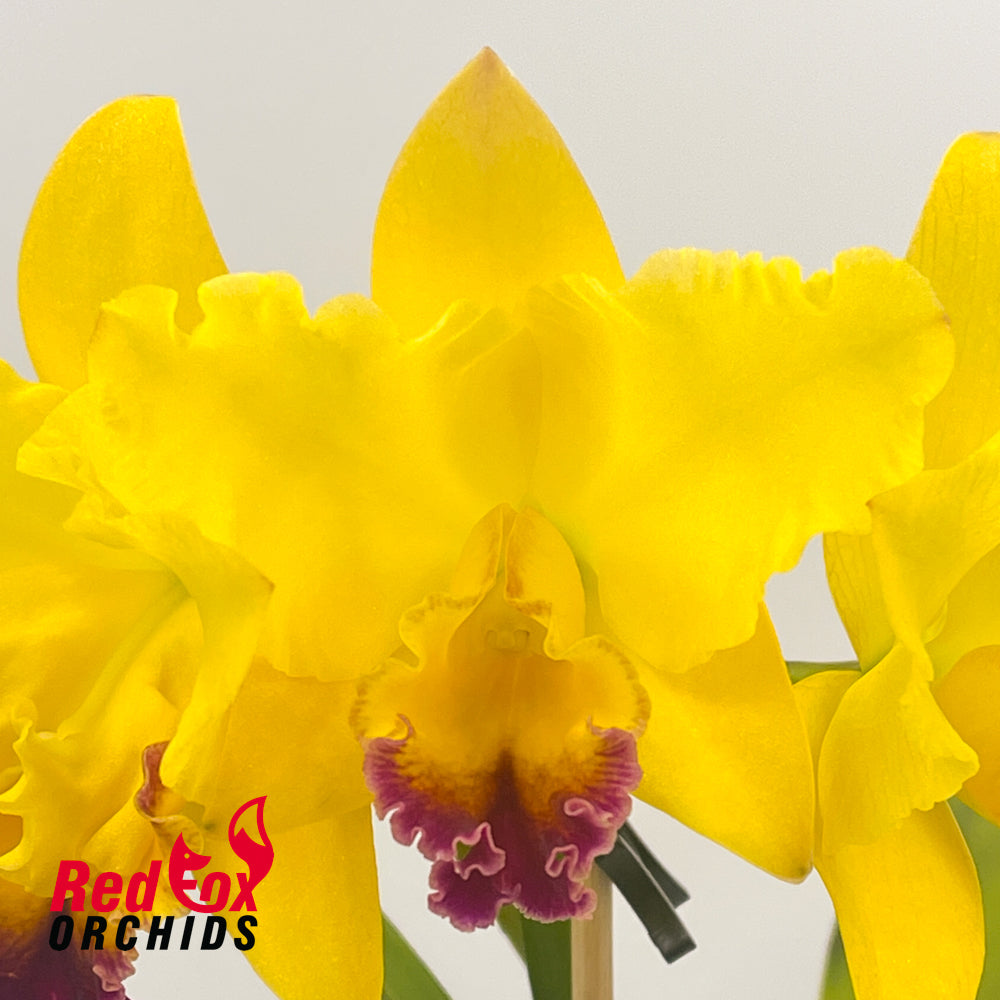 Brassolaeliocattleya Love Sound 'Dogashima' x Dal's Grace 'Shot Pink'