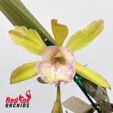 Epicattleya Envy 'Green Wit' X Rl. digbyana var. fimbriopetala
