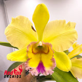 Brassolaeliocattleya Magic Meadow