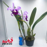 Cattleya purpurata semi-alba Blue Purple (Eric) X Lc. Memoria Robert Strait 'Islander Delight'