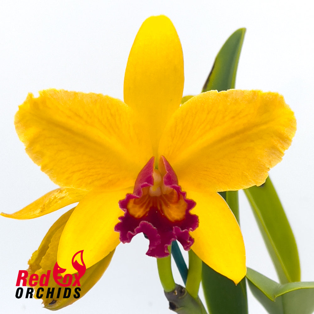 Potinara Little Magician X Blc. Margaret Goldston 'Caramel'