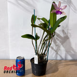 Cattleya Deception Drop (4n) 'Red Topaz' X Bl. Morning Glory (4n)