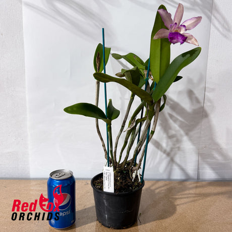 Cattleya Deception Drop (4n) 'Red Topaz' X Bl. Morning Glory (4n)