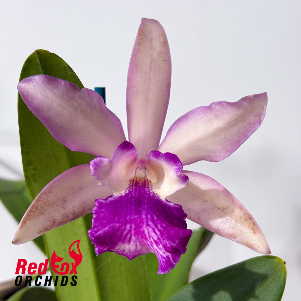 Cattleya Deception Drop (4n) 'Red Topaz' X Bl. Morning Glory (4n)