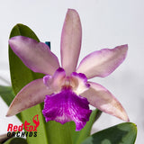 Cattleya Deception Drop (4n) 'Red Topaz' X Bl. Morning Glory (4n)