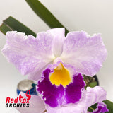 Cattleya purpurata var. carnea 'Dark & Strong' X Blc. Dal's Passion 'Elise'
