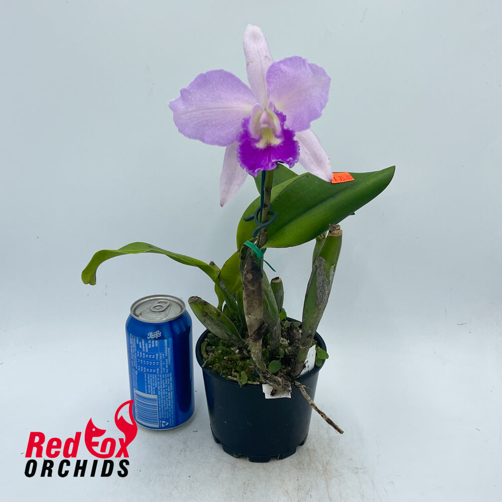 Brassocattleya Island Charm 'Carmela' X Blc. Bouton D'Or 'Orange Glow'
